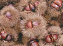 ひまわり通信116号